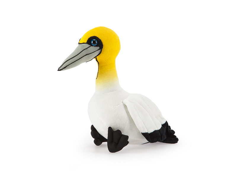 Cape Gannet Cape Gannet