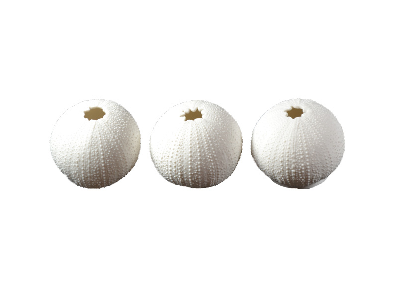 Rafiki Urchin - Set Of 3